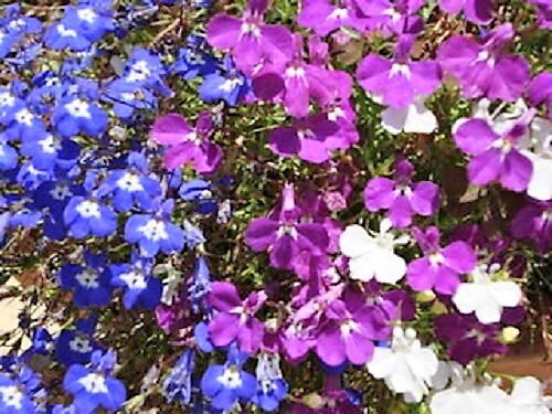 200 MIXED COLORS LOBELIA Regatta Lobelia Erinus Flower Seeds