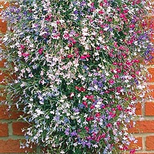200 MIXED COLORS LOBELIA Regatta Lobelia Erinus Flower Seeds