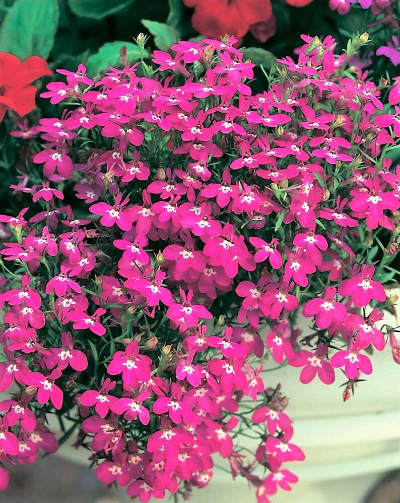 200 MIXED COLORS LOBELIA Regatta Lobelia Erinus Flower Seeds