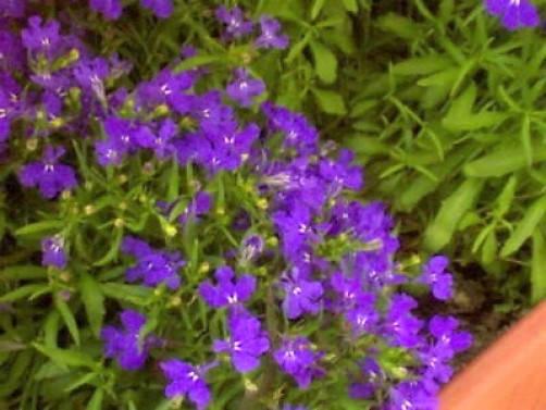 200 CRYSTAL PALACE LOBELIA Regatta Purple Blue Lobelia Erinus Flower Seeds