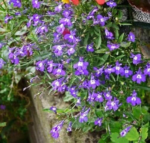 200 CRYSTAL PALACE LOBELIA Regatta Purple Blue Lobelia Erinus Flower Seeds