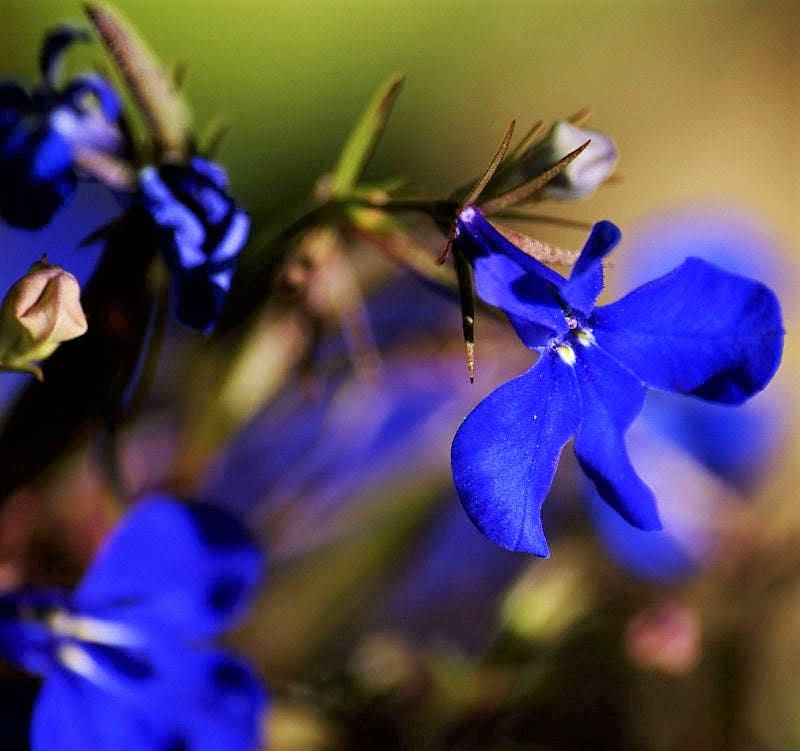 200 Electric Blue MONSOON LOBELIA Erinus Flower Seeds