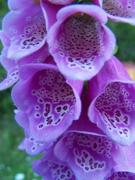 1000 FOXGLOVE EXCELSIOR MIX Digitalis Purpurea Mixed Colors Flower Seeds