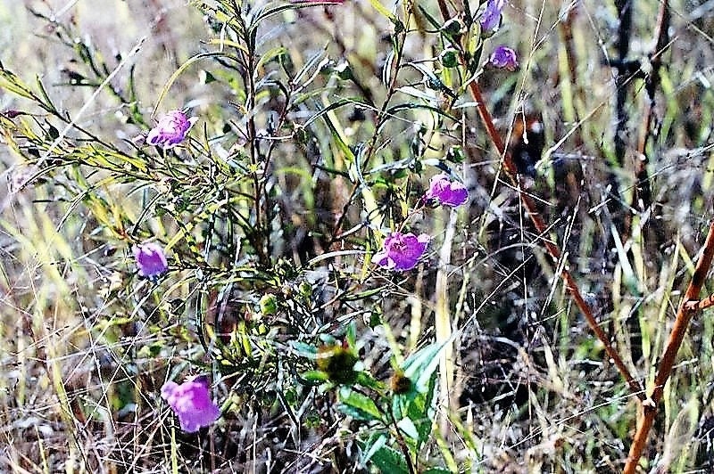 100 FALSE SLENDERLEAF FOXGLOVE Purple Gerardia Agalinis Tenuifolia Flower Seeds