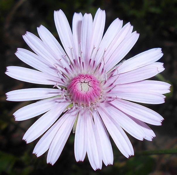 25 PINK HAWKSBEARD Crepis Rubra Flower Seeds Everlasting Daisy Two Tone Double