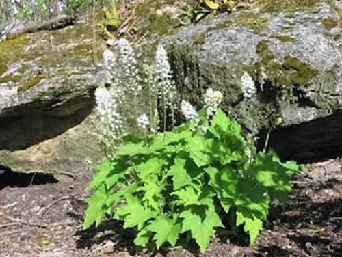 20 SUGAR SCOOP FOAMFLOWER White Tiarella Trifoliata Laceflower Flower Seeds