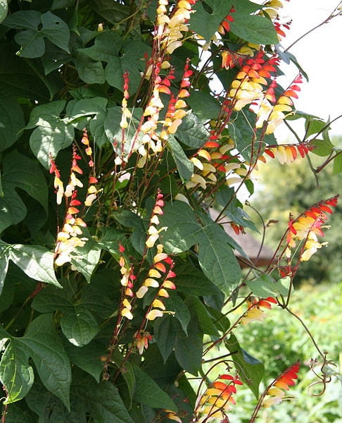 10 FIRECRACKER VINE Flower Mina Lobata Exotic Love Spanish Flag Ipomoea Seeds