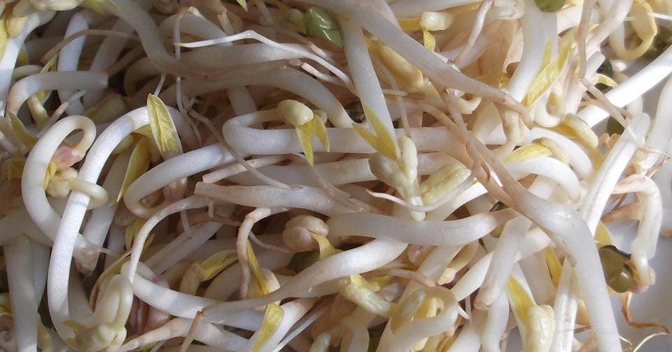 150 MUNG BEAN Moong Sprouts Golden Gram Green Vigna Radiata Vegetable Seeds