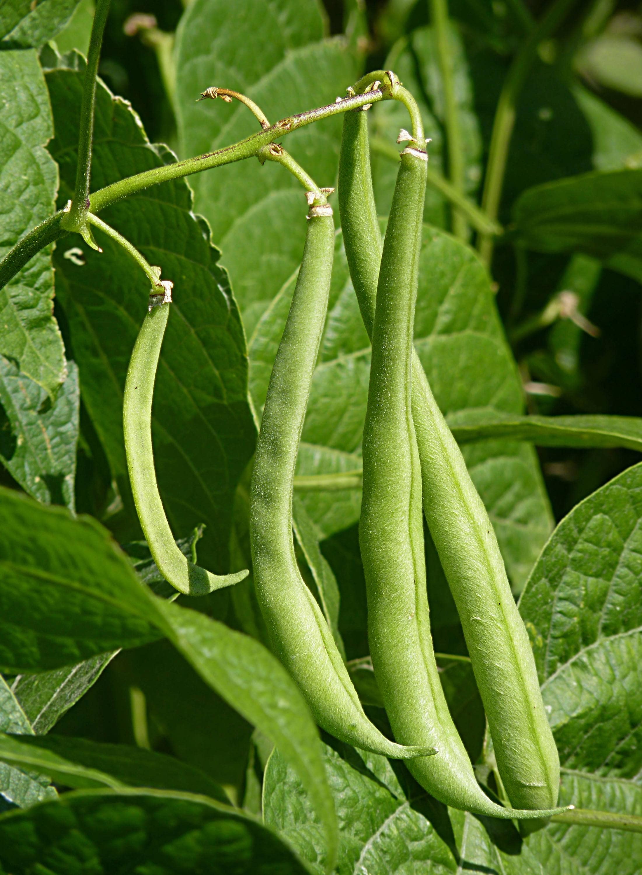 50 BURPEE STRINGLESS Green Pod BEAN French Phaseolus Vulgaris Vegetable Seeds