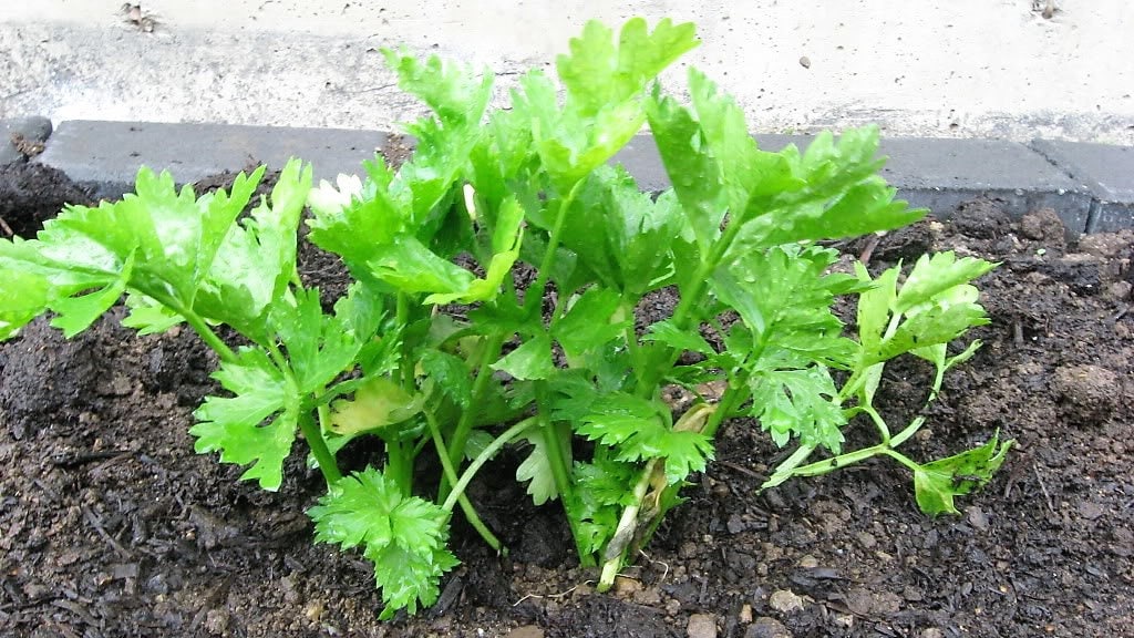 2000 Cutting LEAF CELERY Apium Graveolens European Chinese Herb Seeds