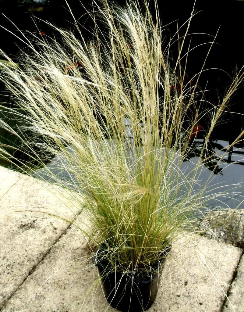 25 MEXICAN FEATHER GRASS Pony Tails Ornamental Stipa Tenuissima Seeds Wind Whisp