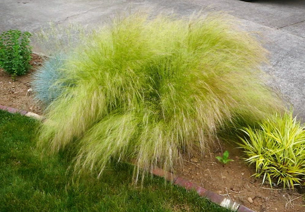25 MEXICAN FEATHER GRASS Pony Tails Ornamental Stipa Tenuissima Seeds Wind Whisp