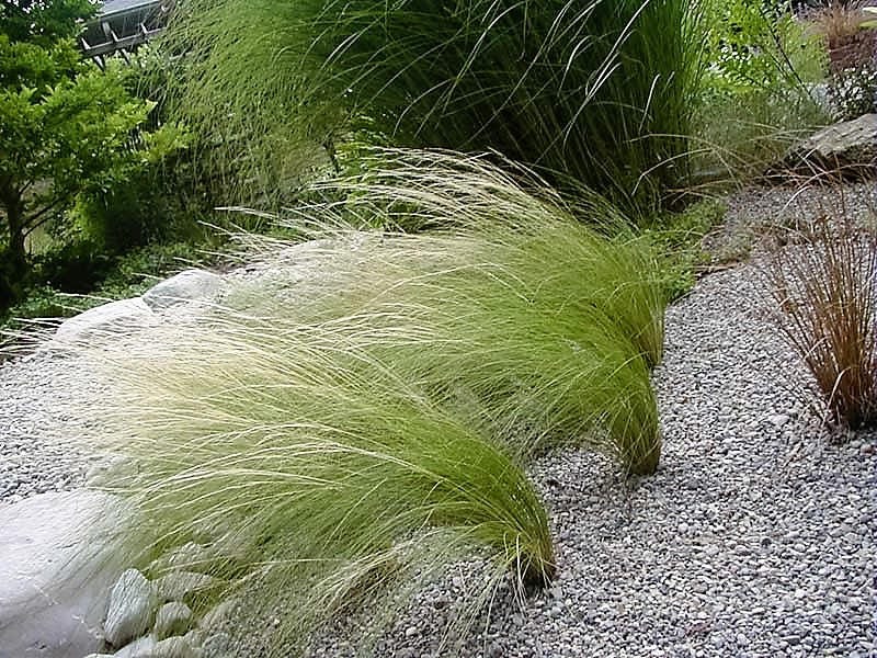 25 MEXICAN FEATHER GRASS Pony Tails Ornamental Stipa Tenuissima Seeds Wind Whisp