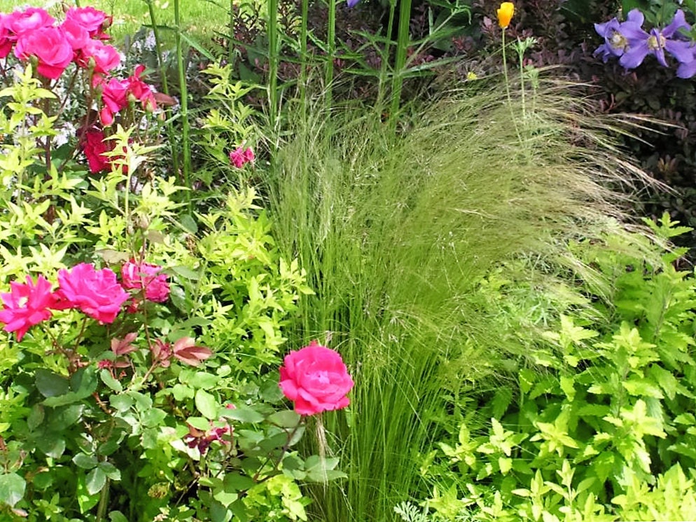 25 MEXICAN FEATHER GRASS Pony Tails Ornamental Stipa Tenuissima Seeds Wind Whisp