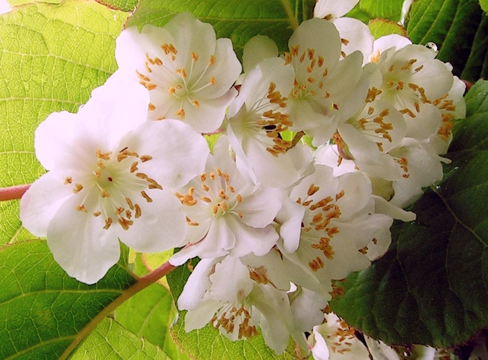 20 Variegated ARCTIC BEAUTY KIWI Fruit Edible Actinidia Kolomikta Vine Seeds