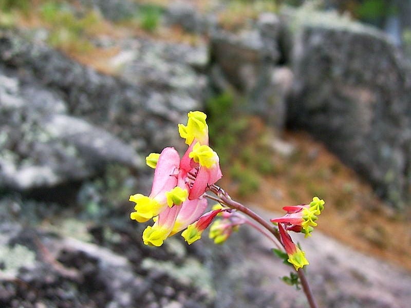 50 ROCK HARLEQUIN Pink & Yellow Corydalis Sempervirens Flower Seeds