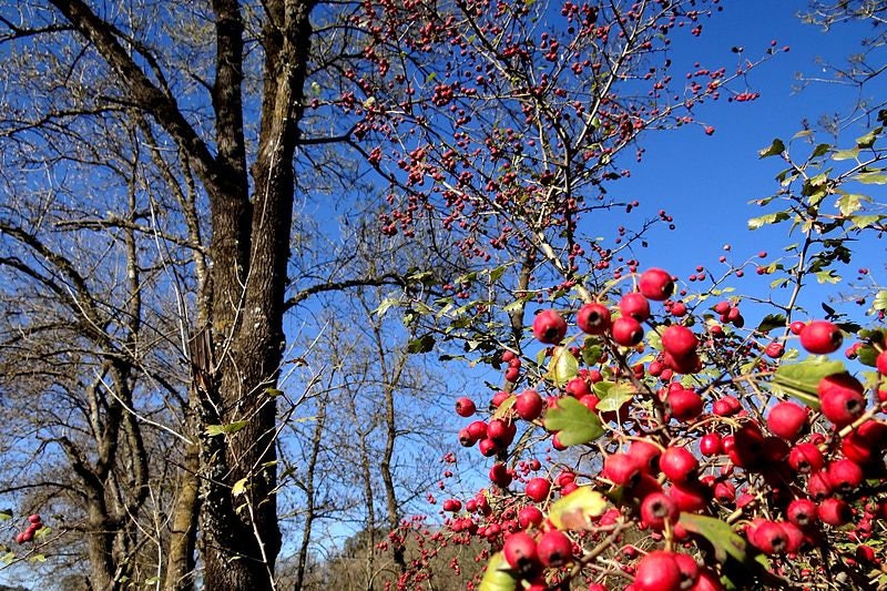 20 ENGLISH HAWTHORN TREE Edible Fruit Flower Mayflower Crataegus Laevigata Seeds