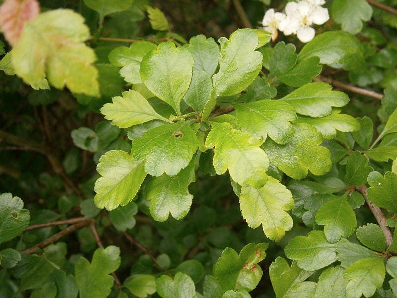 20 ENGLISH HAWTHORN TREE Edible Fruit Flower Mayflower Crataegus Laevigata Seeds
