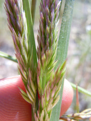 1500 PRAIRIE JUNEGRASS Koeleria Macrantha June Crested Hair Grass Flower Seeds