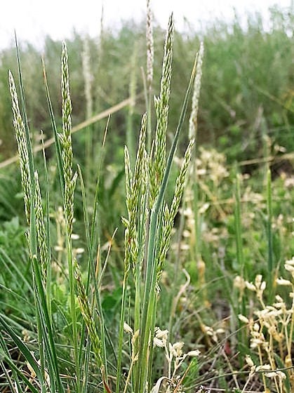 1500 PRAIRIE JUNEGRASS Koeleria Macrantha June Crested Hair Grass Flower Seeds