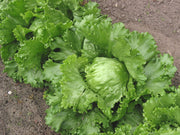 1000 GREAT LAKES LETTUCE Batavian Iceberg Lactuca Sativa Vegetable Seeds