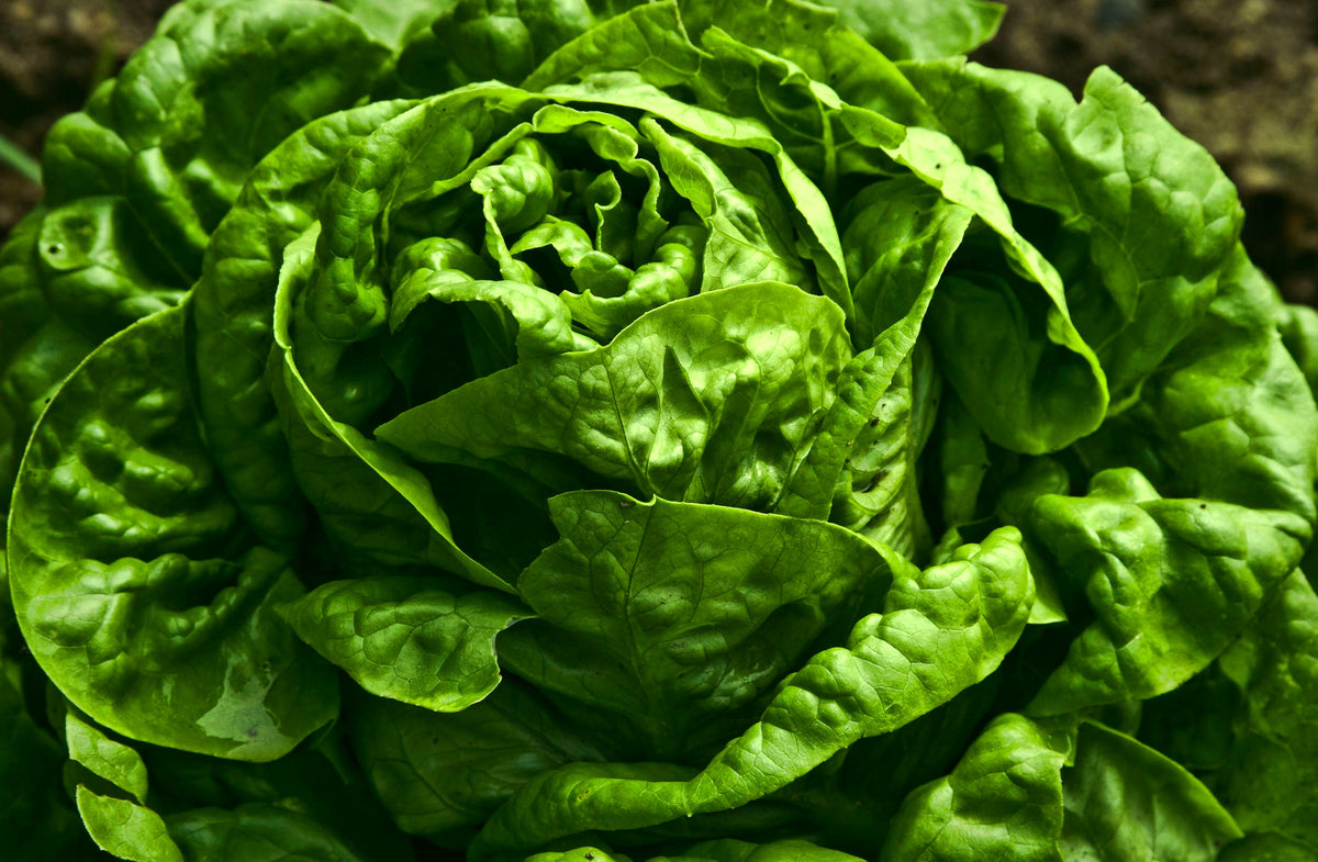 1000 GREAT LAKES LETTUCE Batavian Iceberg Lactuca Sativa Vegetable Seeds