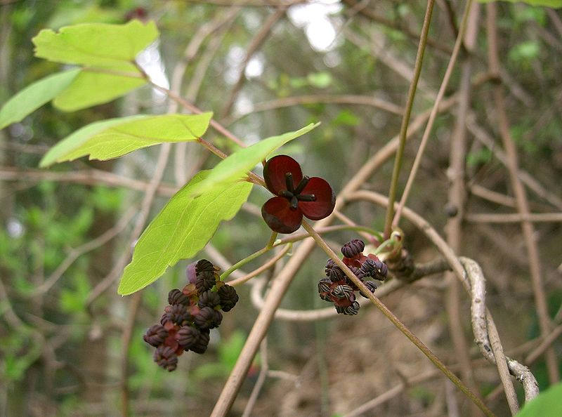15 CHOCOLATE VINE Edible Fruit Akebia Trifoliata Flower Ornamental Climber Seeds