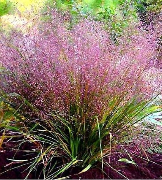 100 PURPLE LOVEGRASS Eragrostis Spectabilis Native Love Grass Flower Seeds