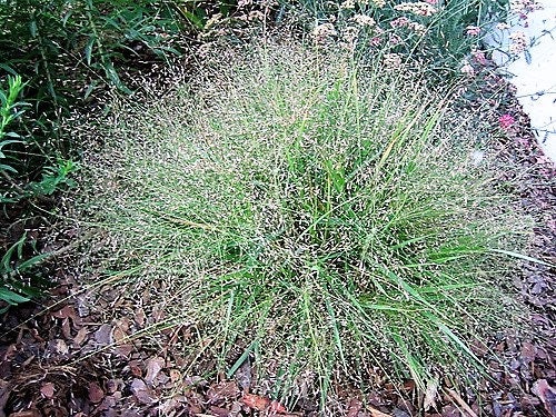 100 PURPLE LOVEGRASS Eragrostis Spectabilis Native Love Grass Flower Seeds