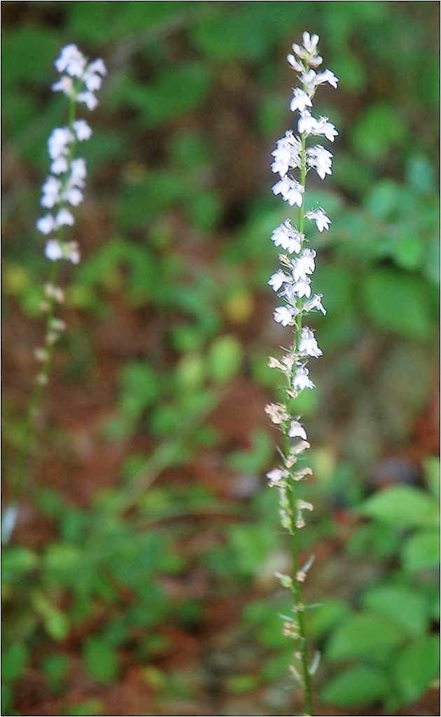 300 PALESPIKE LOBELIA Upright Light Blue Pale Spiked Spicata Flower Seeds