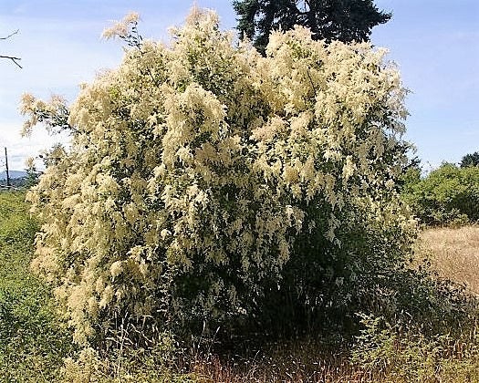 100 White OCEANSPRAY Shrub Creambush Mountain Spray Holodiscus Flower Seeds