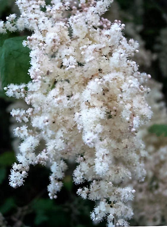 100 White OCEANSPRAY Shrub Creambush Mountain Spray Holodiscus Flower Seeds