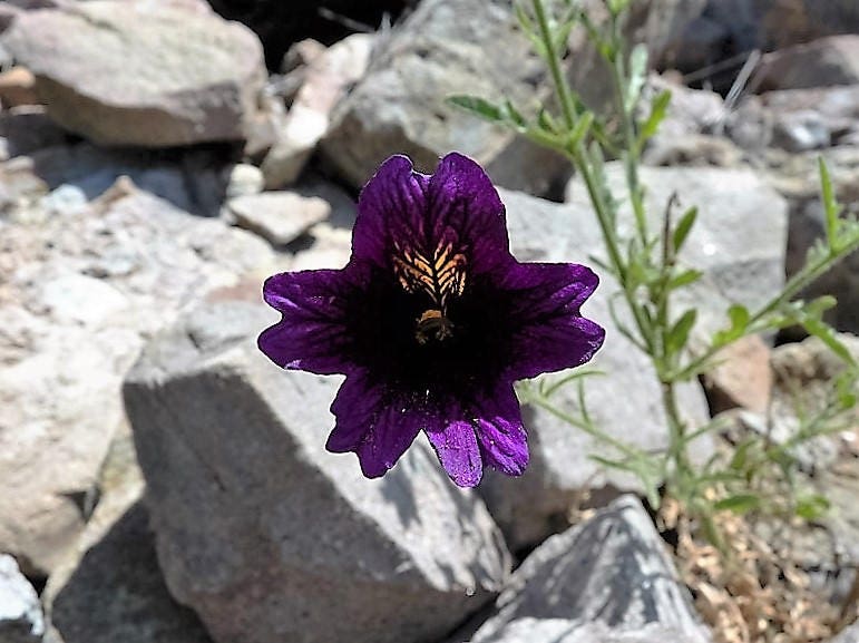 25 Chilean BLACK PAINTED TONGUE Salpiglossis Sinuata Paisley Flower Seeds
