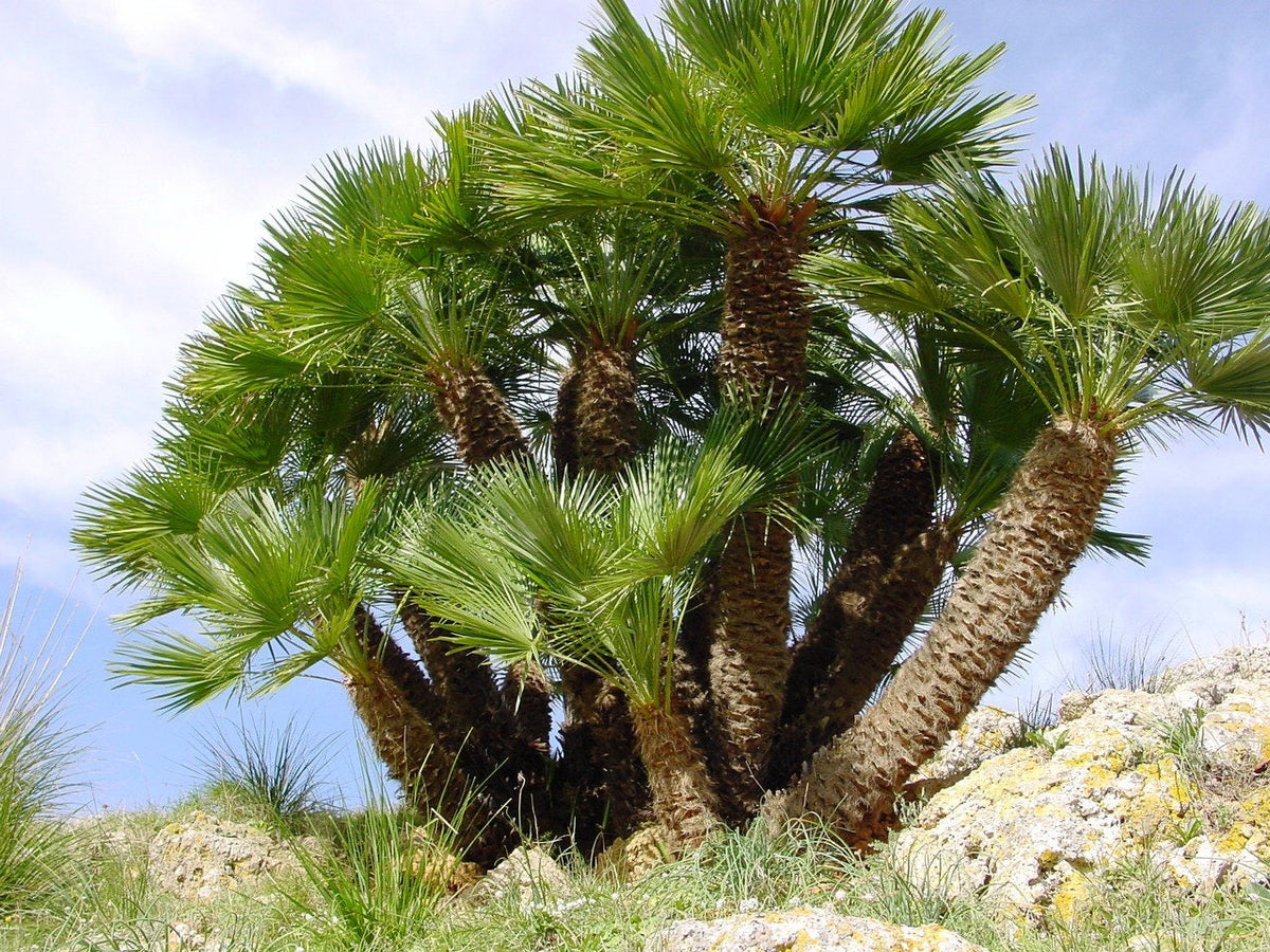 5 MEDITERRANEAN FAN PALM European Dwarf Tree Shrub Chamaerops Humilis Seeds