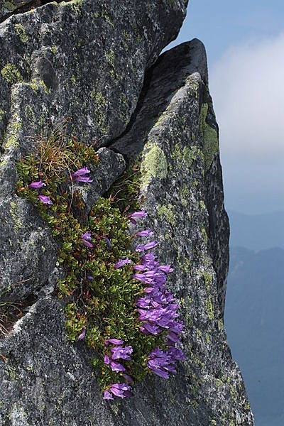 50 ALPINE PENSTEMON Davidsonii Davidson's Beardtongue Purple Flower Seeds