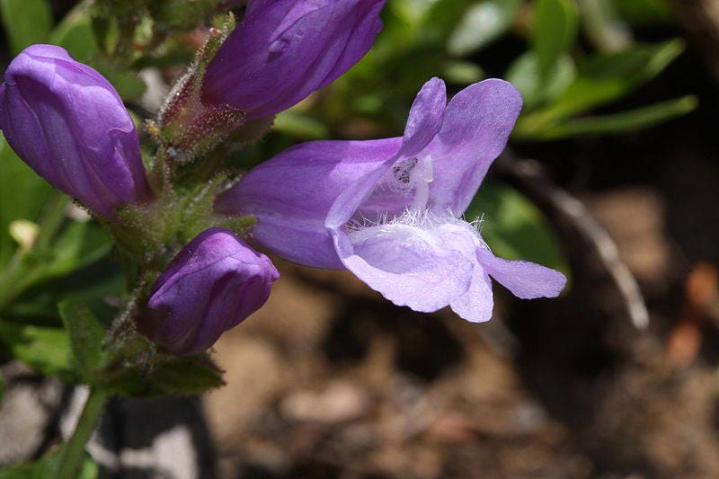 50 ALPINE PENSTEMON Davidsonii Davidson's Beardtongue Purple Flower Seeds