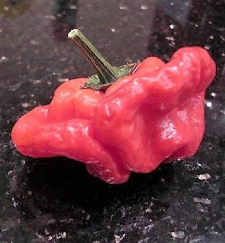 40 Red JAMAICAN HOT PEPPER Capsicum Chinense Scotch Bonnet Vegetable Seeds