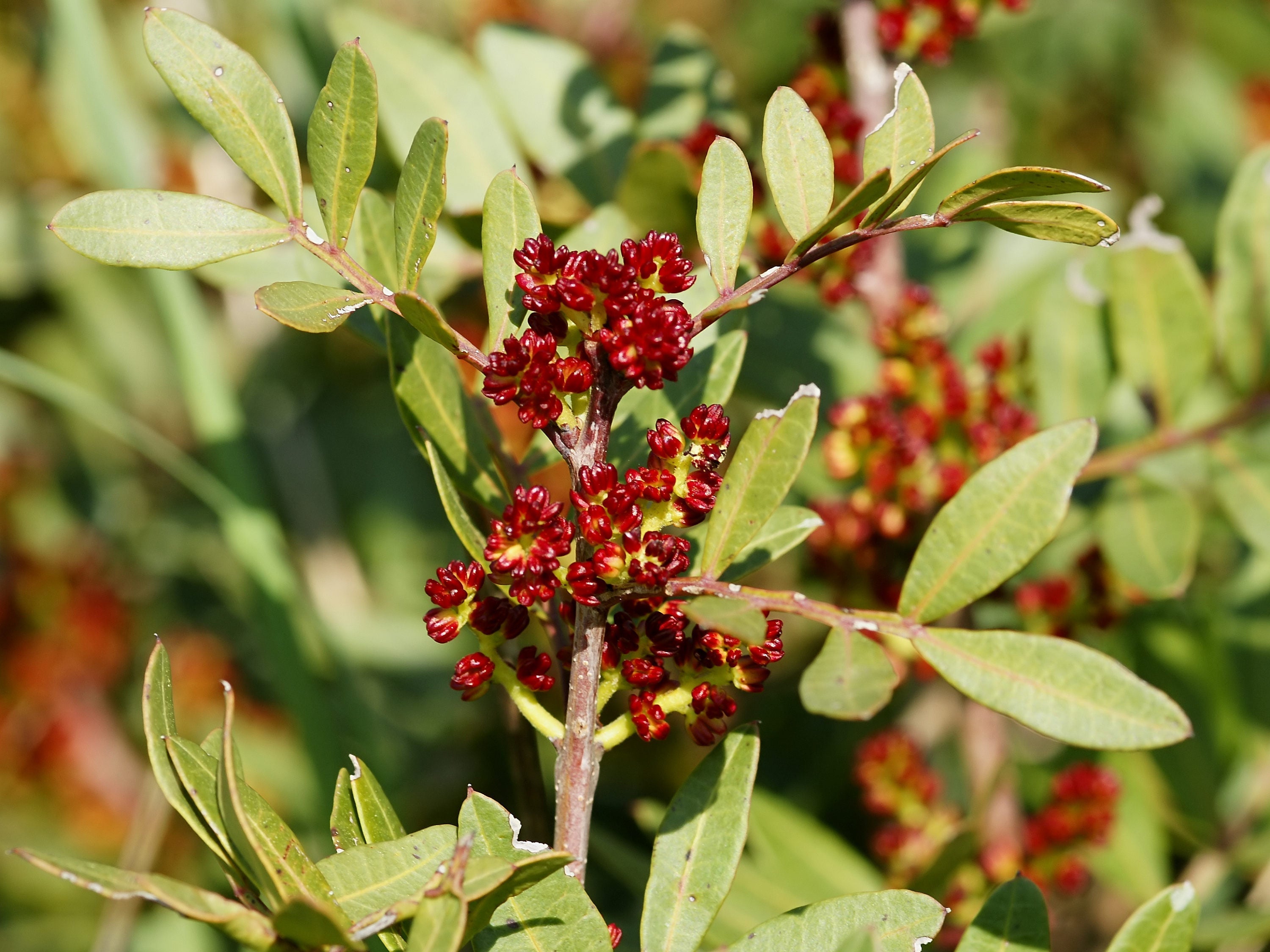 5 PISTACHIO NUT TREE Pistacia Vera Fruit Red Flowers Seeds
