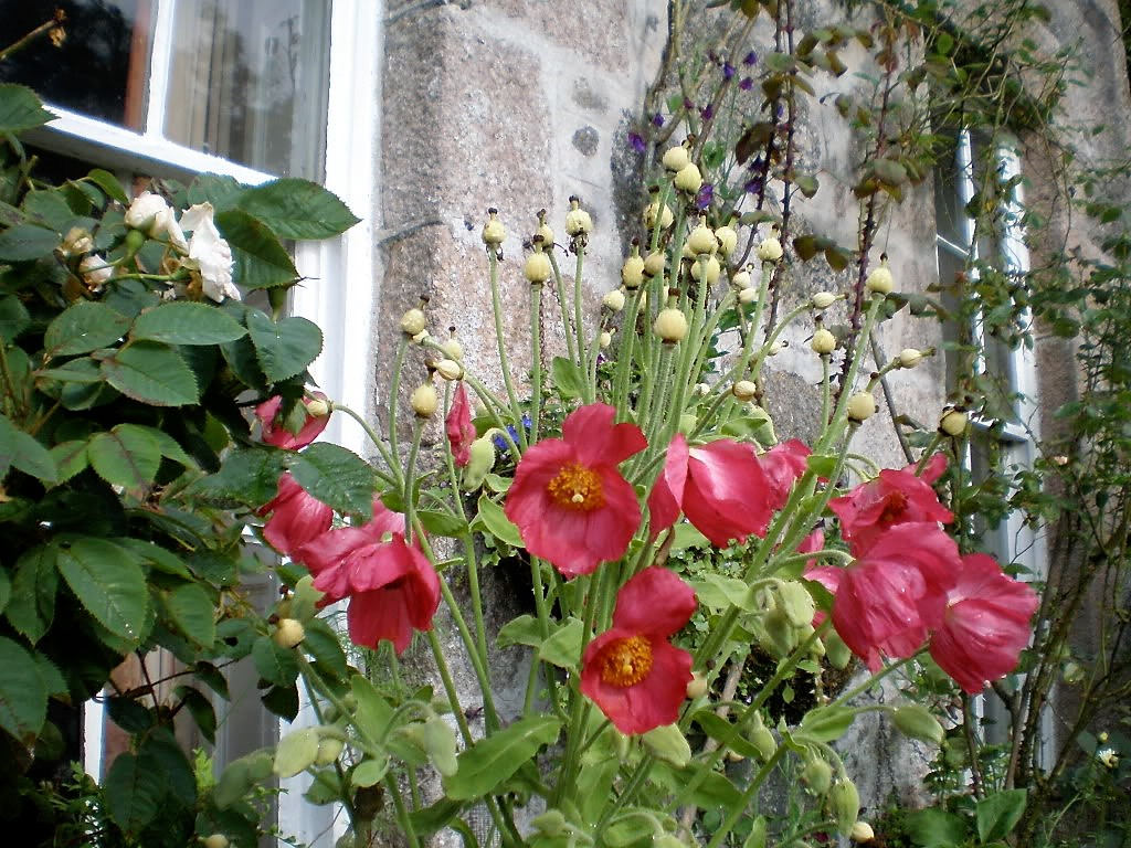 10 MIXED HIMALAYAN POPPY Blue Red Violet Meconopsis Napaulensis Mix Flower Seeds