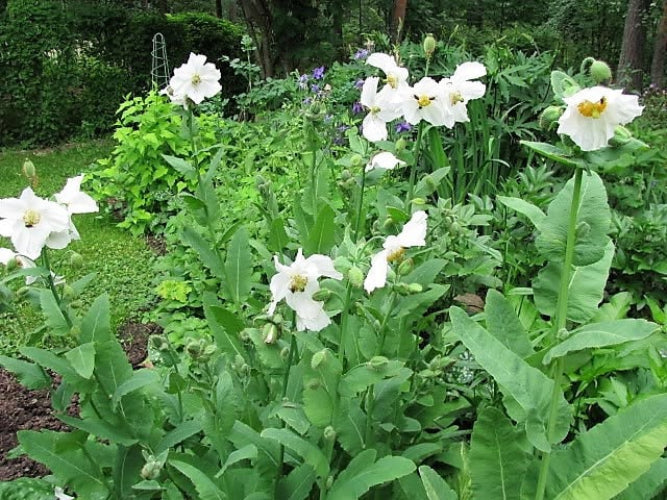 10 MIXED HIMALAYAN POPPY Blue Red Violet Meconopsis Napaulensis Mix Flower Seeds