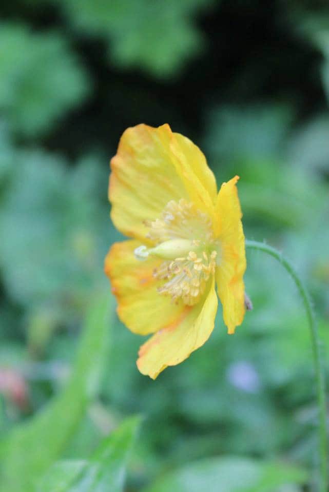 10 MIXED HIMALAYAN POPPY Blue Red Violet Meconopsis Napaulensis Mix Flower Seeds