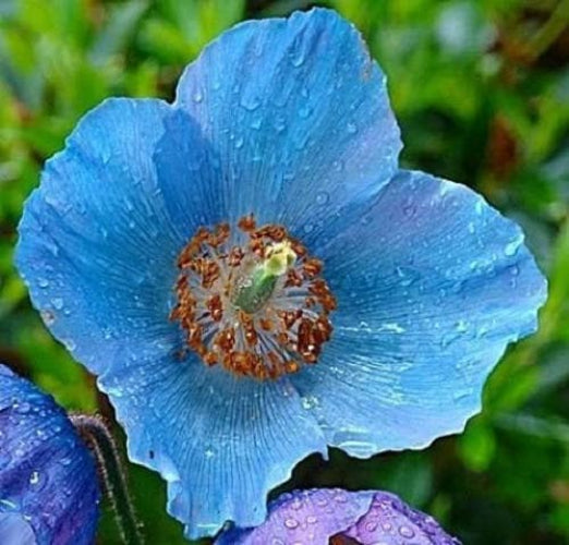 10 MIXED HIMALAYAN POPPY Blue Red Violet Meconopsis Napaulensis Mix Flower Seeds