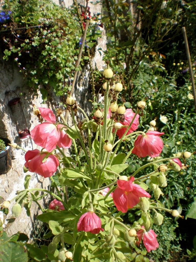 10 MIXED HIMALAYAN POPPY Blue Red Violet Meconopsis Napaulensis Mix Flower Seeds