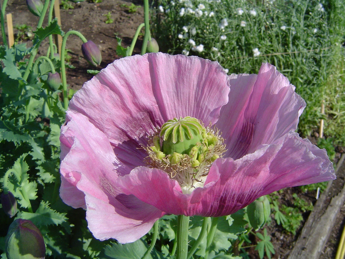 1000 SINGLE LILAC POPPY Papaver Somniferum Purple Heirloom Flower Seeds