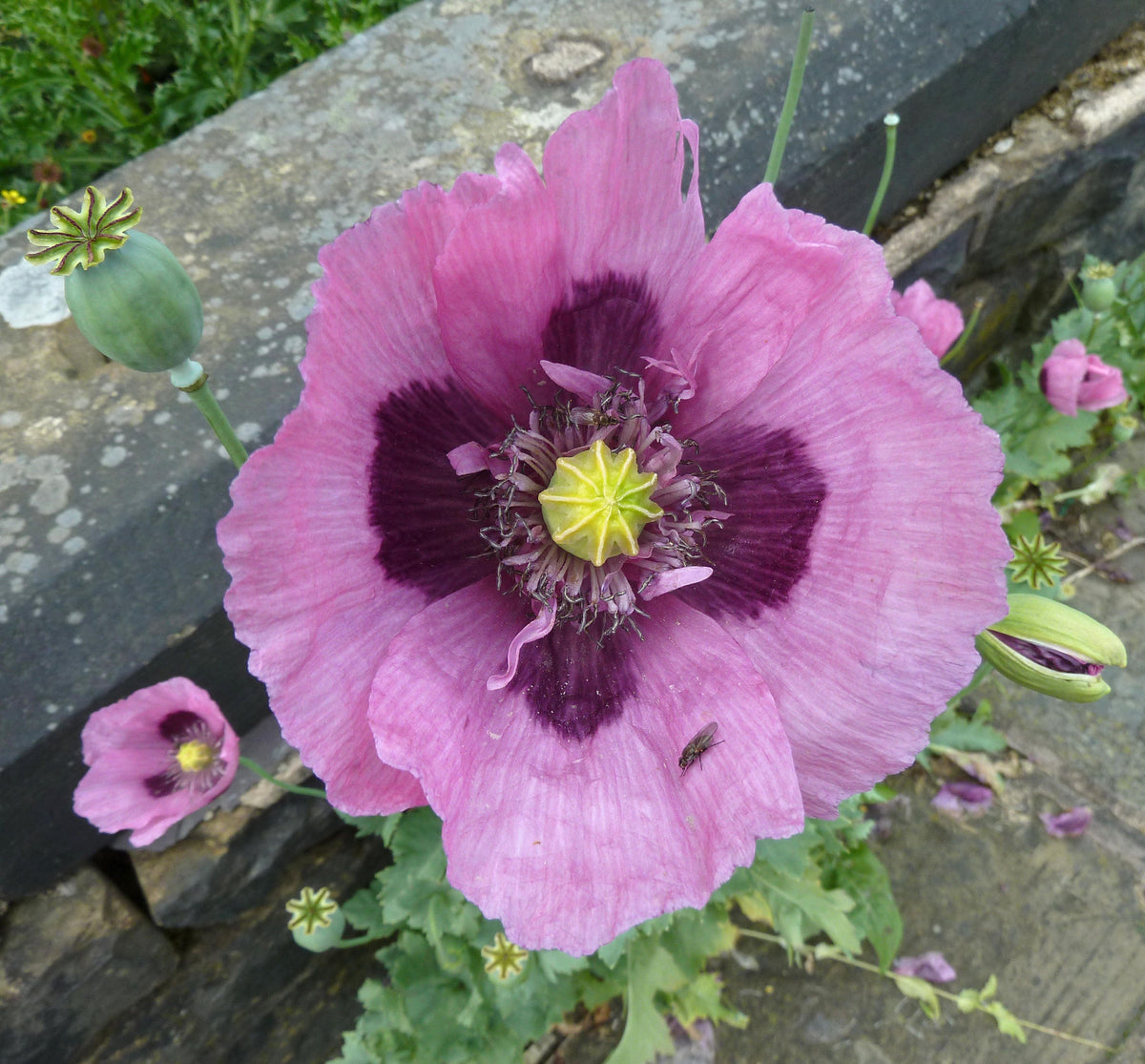 1000 SINGLE LILAC POPPY Papaver Somniferum Purple Heirloom Flower Seeds