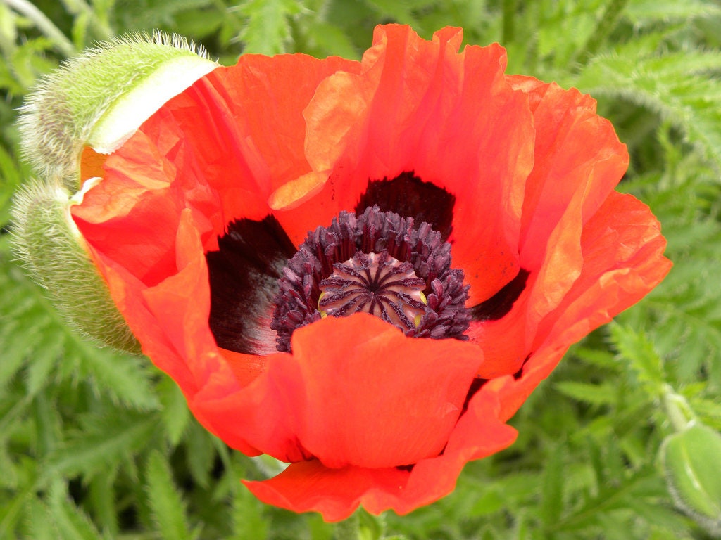 100 RED TURKISH POPPY Heirloom Papaver Somniferum Flower Seeds