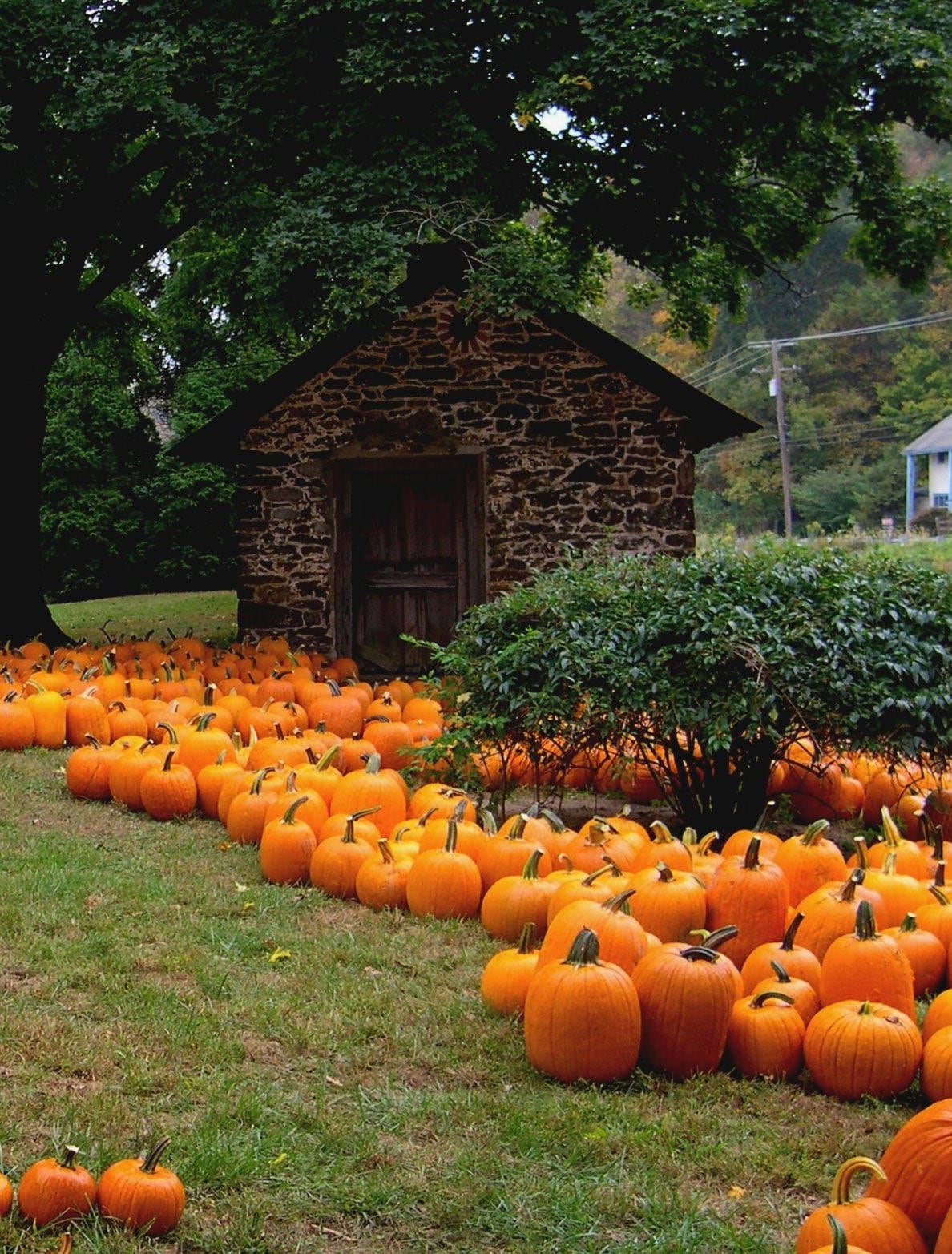 50 CONNECTICUT FIELD PUMPKIN BigTom Orange Yankee Cucurbita Pepo Vegetable Seeds