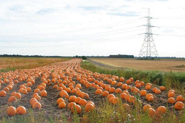 50 SPOOKIE PUMPKIN aka Deep Sugar Pie Pumpkin Cucurbita Pepo Vegetable Seeds
