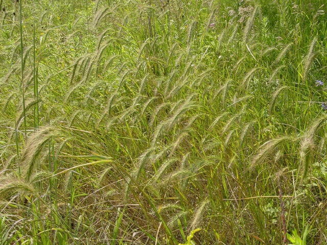 500 CANADIAN RYE Elymus Canadensis Grain Grazing Grass Ground Cover Seeds