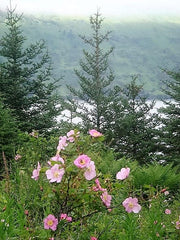 15 Pink WOOD'S ROSE Bush Mountain Rose Rosa Woodsii Fragrant Flower Seeds